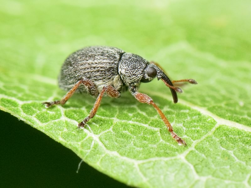 Exapion formaneki (Wagner, 1929)
